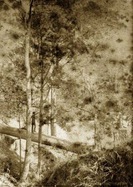 Balancing on a log, Australia. A man in a suit and bowler hat balances as he walks along the trunk