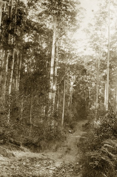 Forest path in the outback. A young boy sits on a forest path in the outback. Brookfield,