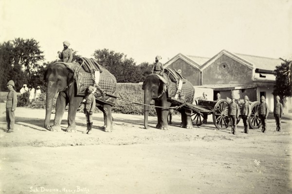 Battery division elephants. Two elephants working in the heavy battery division of the Royal