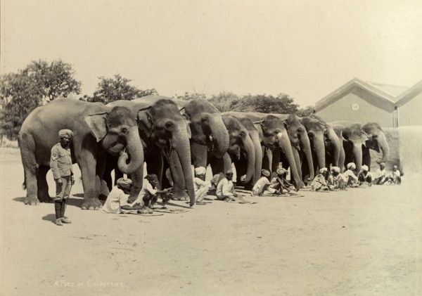 Evening feed for an elephant battery. Unsaddled elephants working in the heavy battery division of