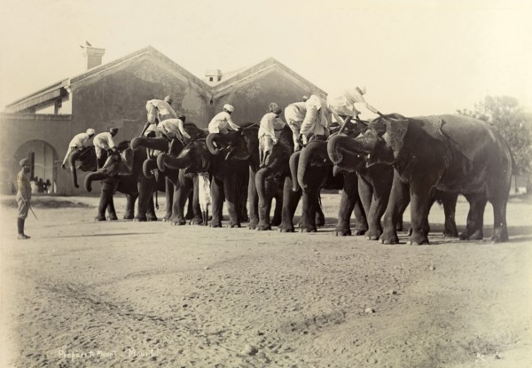 How to mount an elephant. On a word of command, elephants in the heavy battery division of the