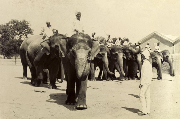 Marching off in file. Mahouts (elephant handlers) riding elephants in the heavy battery division of