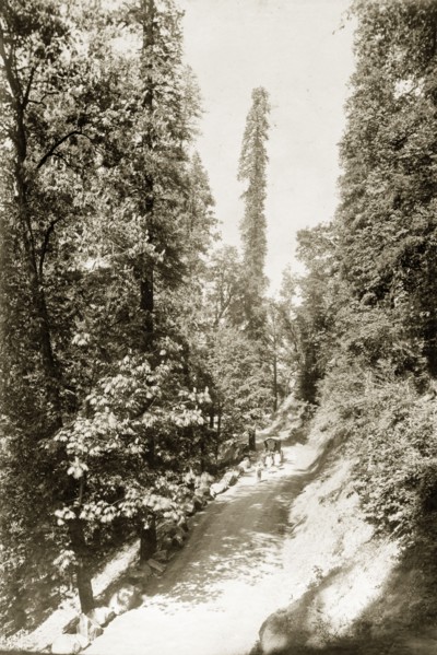 The road to Kashmir. A small party of travellers on their way to Kashmir, accompany a cattle-drawn