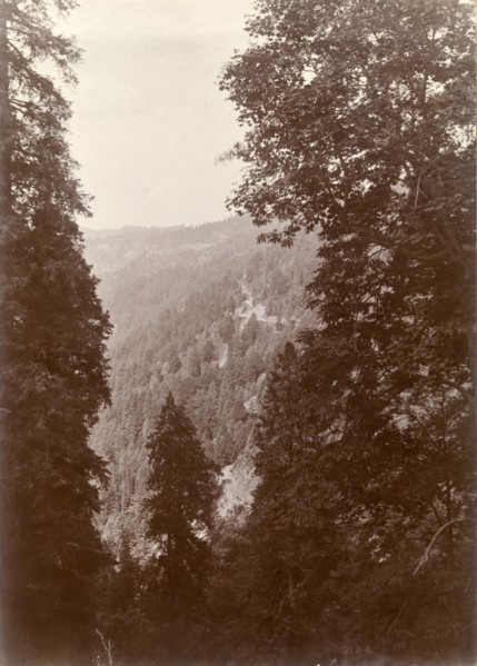 Forested hills close to Murree. View through the trees of the densely forested Himalayan mountain