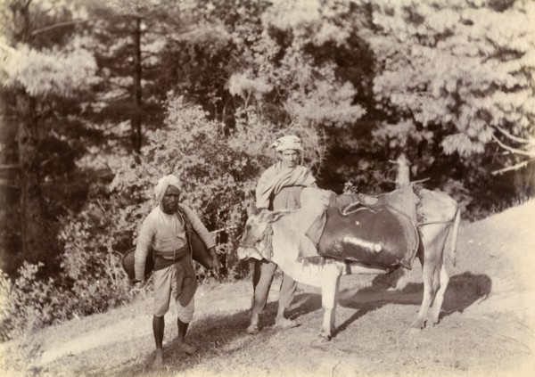 Bheestis' in the mountains. Two 'bheestis' or water carriers stand beside a saddled cow on a steep
