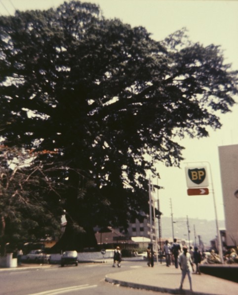 Freedom Tree'. A huge tree, identified by an original caption as the 'Freedom Tree', dwarfs the