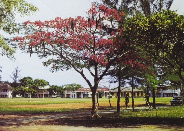 African tulip tree. A colourful tourist postcard of an African tulip tree, pictured in full blossom
