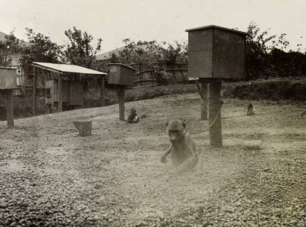 Monkeys with sleeping sickness virus. Several monkeys are chained to wooden housing boxes in a
