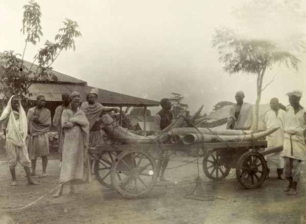 Ivory on a cart at Kisumu. Kenyan traders load up a cart with elephant tusks. British East Africa