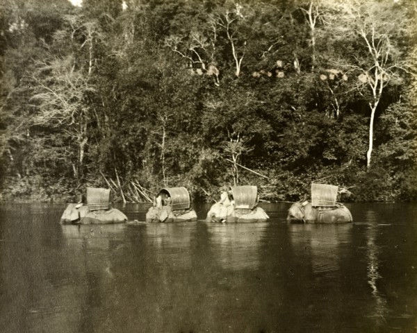 Perak river elephants. Elephants laden for a trigonometrical survey trip wade through the Perak