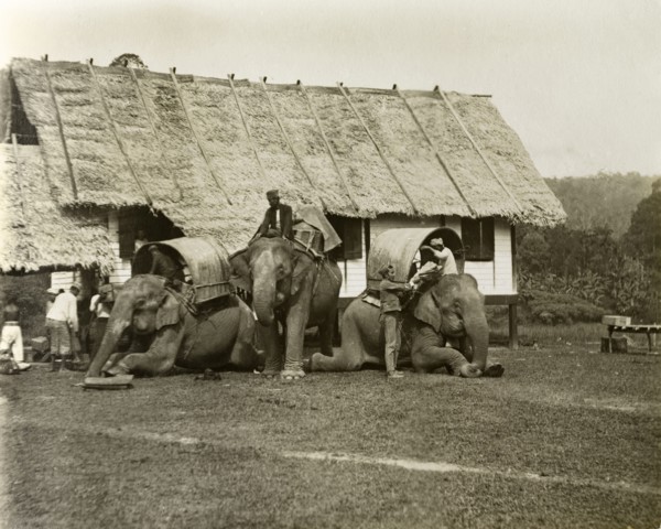 Loading of elephants, Malaysia. Elephants being loaded for a trigonometrical survey trip. Janing,