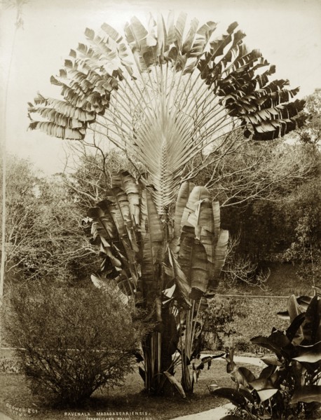 Traveller's Palm. Botanical portrait of a Traveller's Palm (Ravenala madagascariensis), probably