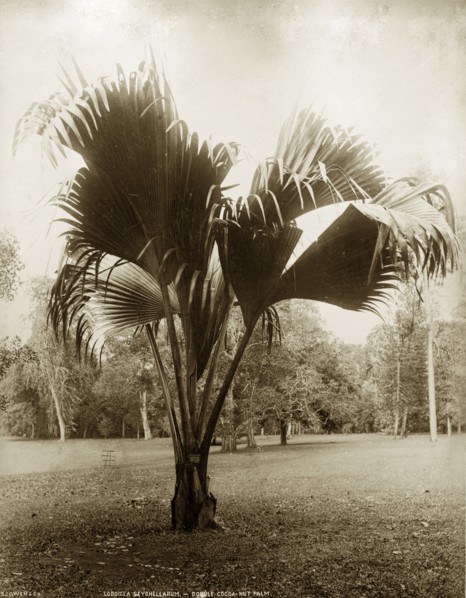 A Lodoicea maldivica. Botanical study of Lodoicea maldivica, the Coco-de-Mer Palm, probably growing