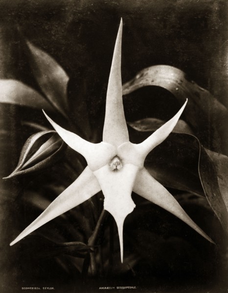 A comet orchid. Botanical portrait of a comet orchid (Angraecum sesquipedale). Ceylon (Sri Lanka),