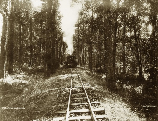 Darjeeling Hill Railway. A steam engine approaches through an avenue of trees. The stretch of line