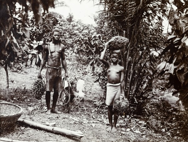 Carrying palm oil nuts. A man and a girl carry bunches of palm oil nuts for the African Oil Nuts