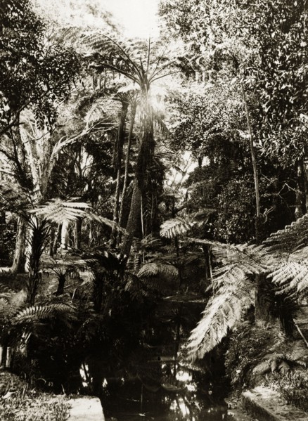Tree ferns, Australia. Tree ferns by a manmade stream. Possibly New South Wales, Australia, circa