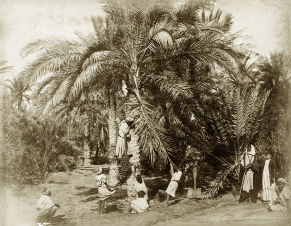 Date harvest, Egypt. A small group of men and boys harvest large bunches of dates from a date palm.