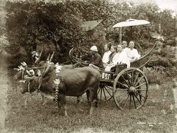 Burmese festival cart. Two humped bullocks stand together, fastened by a spiked wooden yoke to a