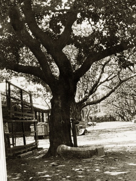 Road to the Bombay dockyard. A large tree overshadows a road leading to the slipways and boat sheds