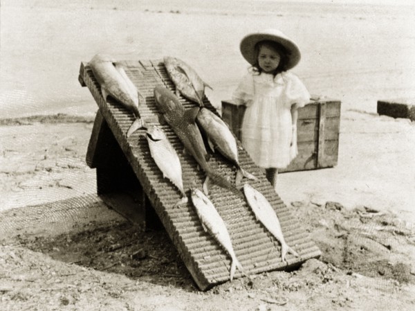 Fish caught at Ross Island. A young girl stands on a beach beside a board displaying exotic fish