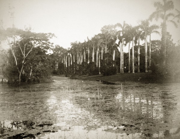 Palms by a pool, India. A row of palms line the length of a still pond in what is possibly the