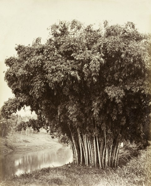Giant bamboo, Ceylon. A giant bamboo (Dendrocalamus giganteus Wall. Ex Munro), growing on the banks