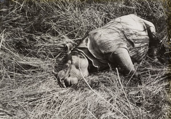 A rhinoceros shot by King George V. The carcass of a rhinoceros shot by King George V during a