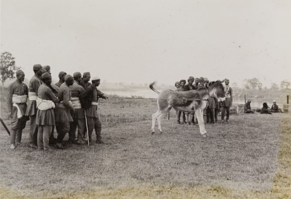 A wayward donkey. A team of servants restrain a wayward donkey. The animal was a gift, one of
