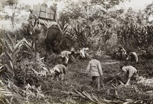 Clearing space for a royal lunch. King George V (r.1910-36) sits on the back of an elephant,