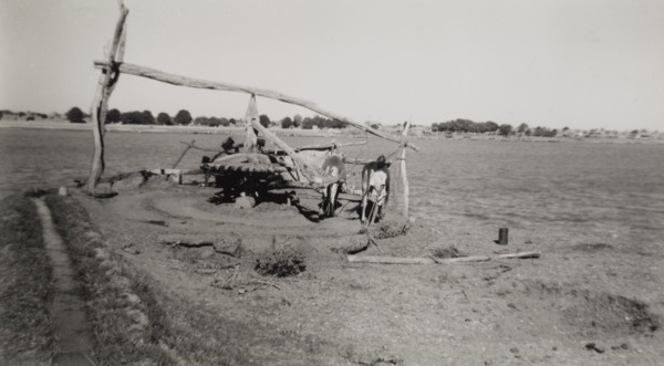 Irrigation by 'sagia'. Two harnessed bullocks walk in circles as they power a 'sagia' or