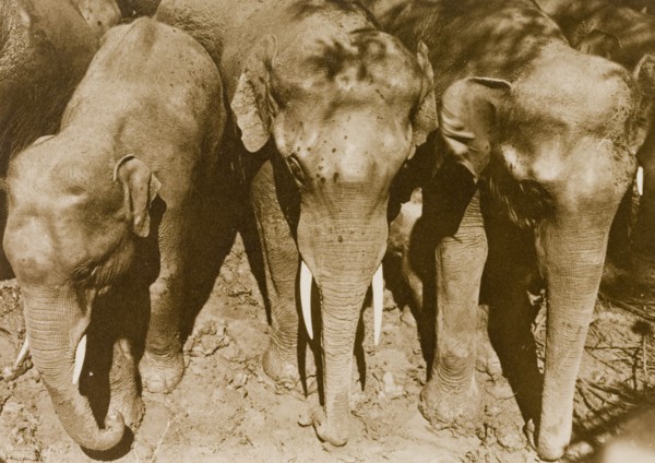Promising young 'tuskers'. Three wild elephants wait in a stockade shortly after their capture from