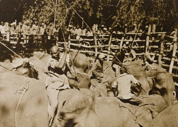 Koomkees' at work. Koomkees' (tame elephants) and their mahouts (elephant handlers) attempt to