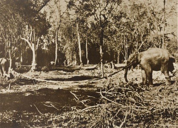 Tethered elephants. Several wild elephants are tethered to trees in a jungle clearing, captured by