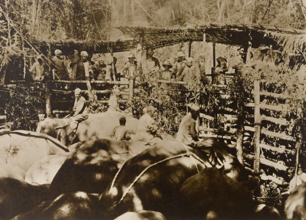 Maharajah and guests at the stockade. The Maharajah of Mysore (Krishna Raja Wadiyar IV, 1884-1940)