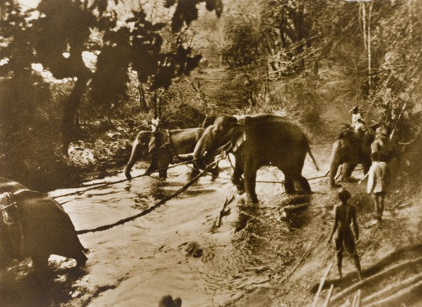 Captured elephants. Koomkees' (tame elephants) and their mahouts (elephant handlers) tow a number