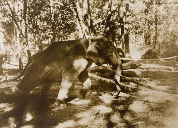 A long and a strong pull'. A newly captured wild elephant tries desperately to free itself from