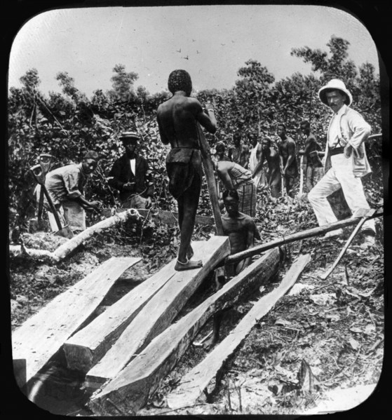 A European supervisor oversees a group of Congolese slaves as they work splitting timber in a forest. Congo Free State (Democratic Republic of Congo), circa 1905