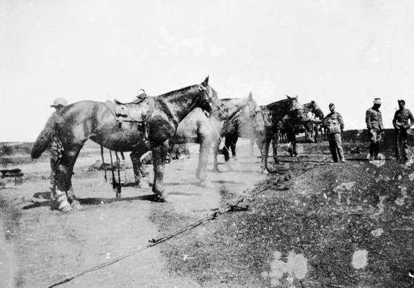 Royal Field Artillery horses, South Africa. Saddled horses wait in a line at a military camp
