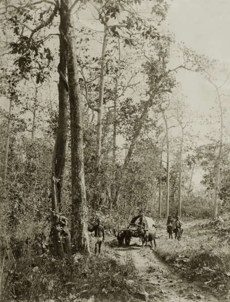 The Morgandine Pass. A covered cart pulled by bullocks makes its way along a rough track at the