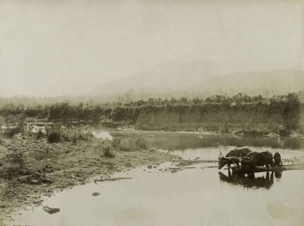 Transporting bamboo at Wuntho. Two bullocks, harnessed together by a wooden yoke, haul a bundle of