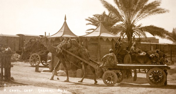 A camel cart in Karachi. A harnessed camel pulls an empty cart past several bullock-driven carts