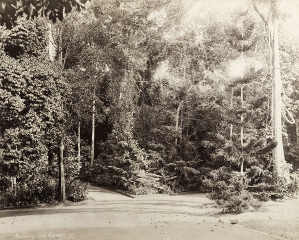 Botanical gardens, Singapore. A fork in the path leads through trees and ferns in Singapore's