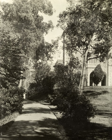 In the grounds of Government House, Perth. A tree-lined pathway in the gardens of Perth's