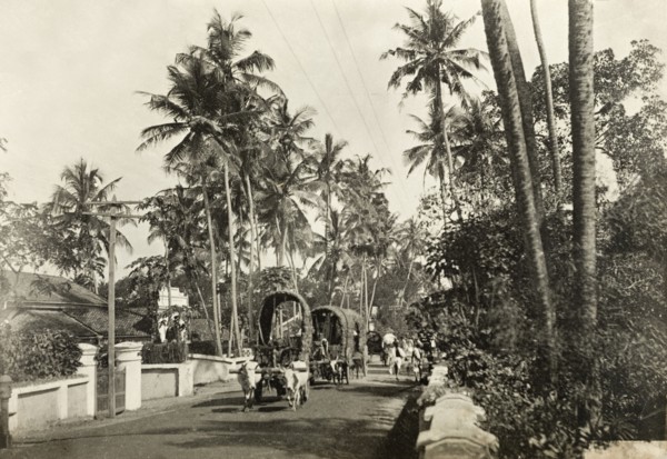 Cattle-drawn carts in Colombo. Covered carts drawn by pairs of yoked cattle process along a