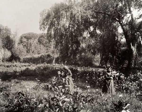 Women gathering lilies. Two Cape Malay women gather lilies in a field. Cape Town, South Africa,