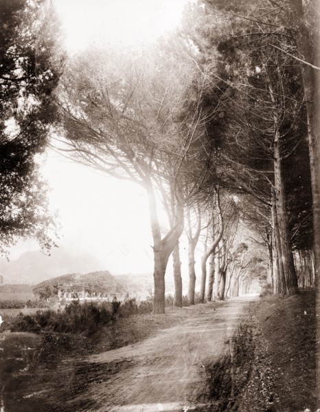 Avenue at Groote Schuur estate. View down a tree-lined avenue in the grounds of Groote Schuur