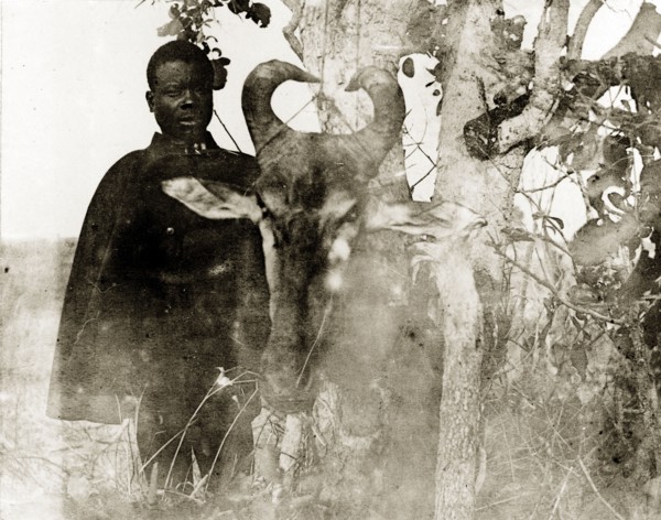 The head of a wildebeest. An African man poses beside the severed, horned head of a wildebeest,