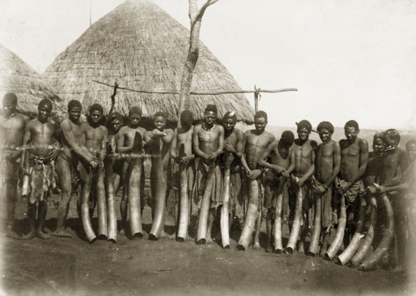 Ivory haul from Katanga. A line of African men pose for the camera, each holding a large elephant