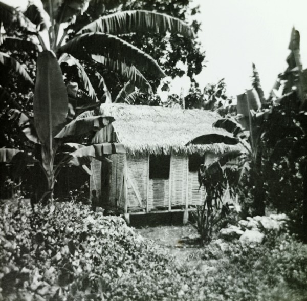 A wattle and thatch hut in the Blue Mountains. A hut made from wattle and thatch hides in